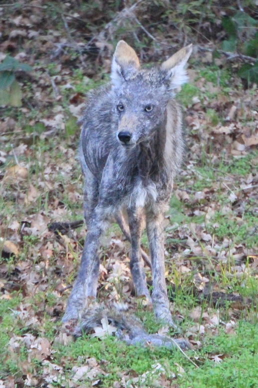 coyote